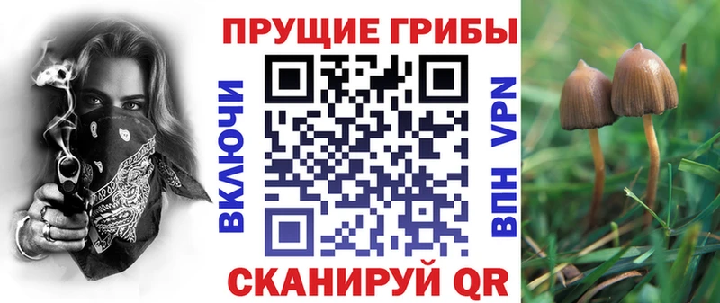 закладки  Торопец  Галлюциногенные грибы Cubensis 
